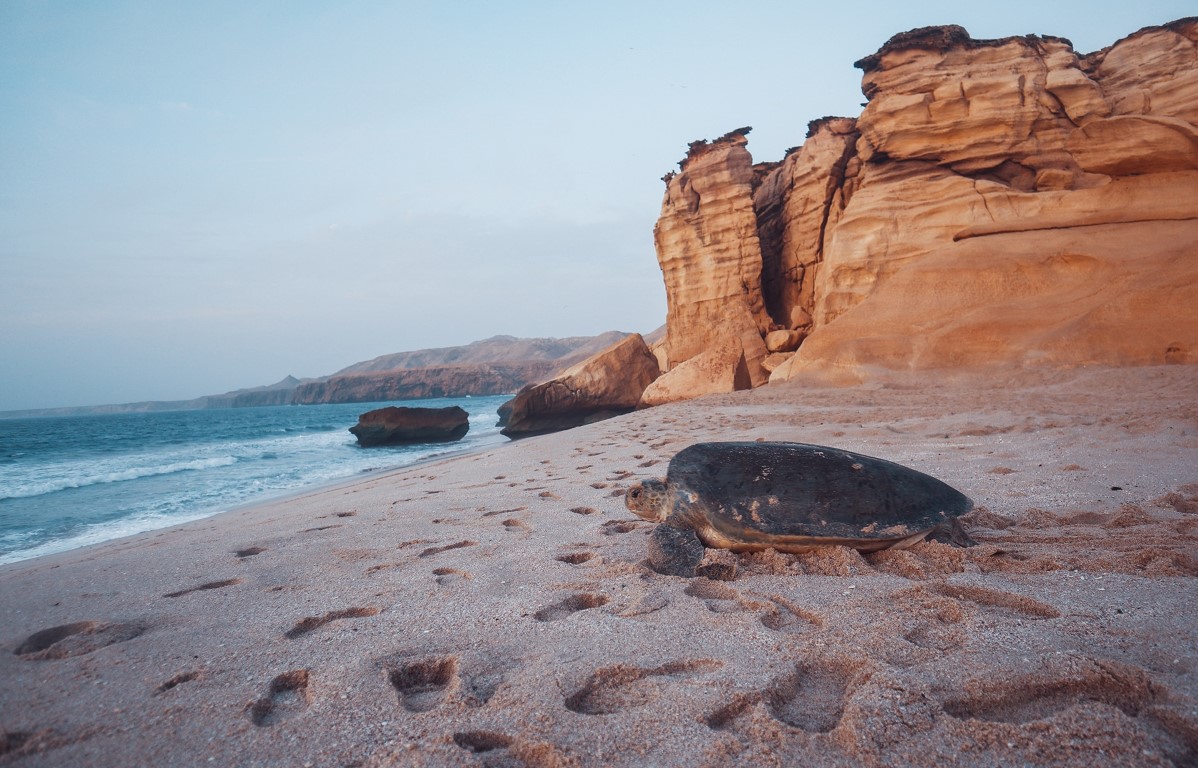 Ras Al Jinz Turtle Reserve